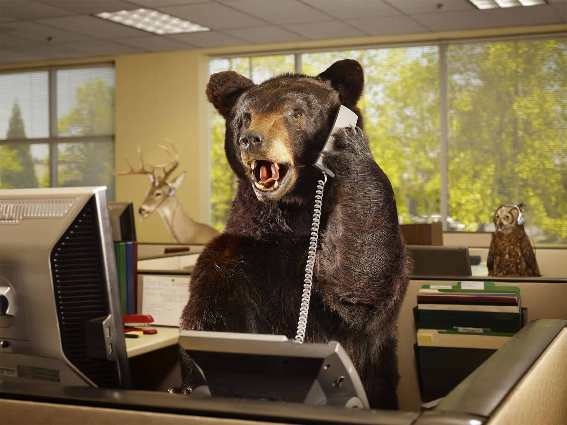 bear1